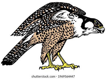 Falcon a hunter ready to fly. Bird of prey. Falconry. Isolated vector illustration