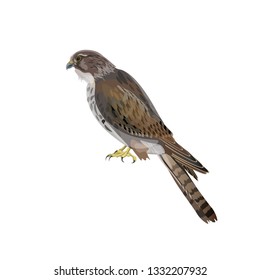 Falcon isolated on white background. Vector illustration