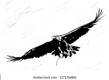 falcon on the sky
