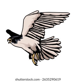 falcon with separate white background