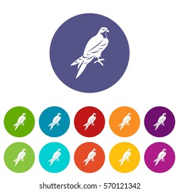 Falcon set icons in different colors isolated on white background
