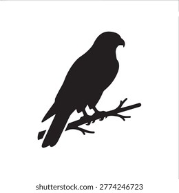 Falcon silhouette perched on a tree branch hunting bird