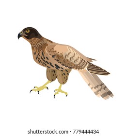 Falcon sitting isolated on white background. Vector illustration