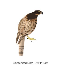 Falcon sitting isolated on white background. Vector illustration