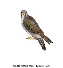 Falcon sitting. Vector illustration isolated on white background.