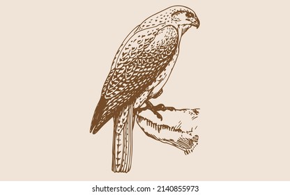 falcon sketch vector gold color 