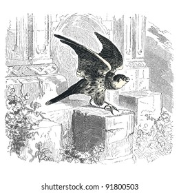 Falcon - - vintage engraved illustration - "Histoire naturelle" by Buffon and Lacepe  ed. Alfred Mame - Tours 1881