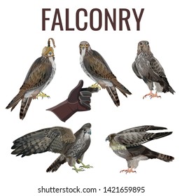 Falconry hunting set. Vector illustration isolated on white background.