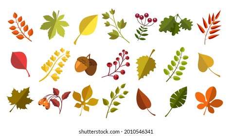 Fall acorns leaves berries. Autumn natural fallen leaf, ripe acorn and berry colorful vector set, colour closeup forest season floral collection, chestnut oak rowan maple dry leafs