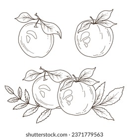 Fall apple arrangement outline. Fall Foliage Line Art Illustration, Outline Leaves arrangement Hand Drawn Illustration. Fall Coloring Page with Leaves. Thanksgiving arrangement. Thanksgiving graphics