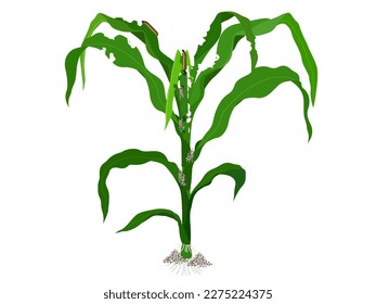 Fall Armyworm eating corn leaves on white background.