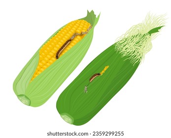 Fall Armyworm eating corn leaves on white background.