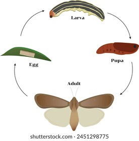 The fall armyworm (Spodoptera frugiperda) is a species in the order Lepidoptera and one of the species of the fall armyworm moths distinguished by their larval life stage.
