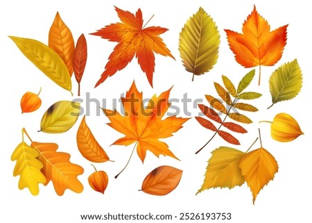 Fall autumn leaf. Background realistic elements. Vibrant maple icon. Texture design, foliage isolated, nature, November tree. Concept Thanksgiving decorative object. Vector forest orange illustration