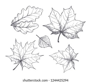 Fall autumn season leaves, monochrome sketches outline isolated icons set vector. Foliage of different kinds of trees. Colorless seasonal dry flora