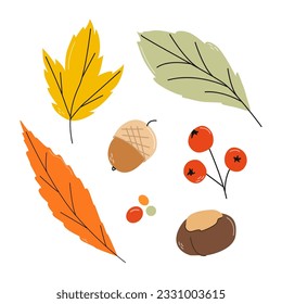 Fall. Autumn. Set with  leaves of trees, rowan, maple leaves, chestnut, acorn. Vector illustration. Isolated object for advertising, printing, banners, web