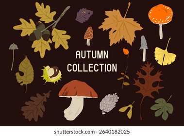 Fall, botanical natural design. Autumn leaves, foliage circle decoration. Seasonal leaf, branch, floral forest elements. Flat vector illustration isolated on white background.