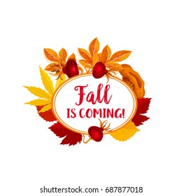 Fall is coming poster for autumn holiday or Thanksgiving sale design template. Vector autumn foliage of maple, oak acorn or elm and aspen tree leaf with rowan or dog-rose berry harvest