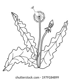Fall dandelion. Icon. Black graphic sketch. Idea for decors, logo, covers, holidays, gifts, art. Isolated vector.