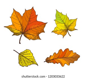 Fall fallen autumnal leaves isolated icons set vector. Maple foliage, oak leafage, autumn season symbols. Withered flora of trees, deciduous items