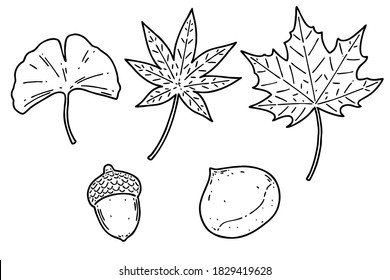 Fall foliage leaves and nuts. (Ginkgo leaf, maple leaf, sugar maple leaf, acorn, chestnut). Vector line art illustrations set.