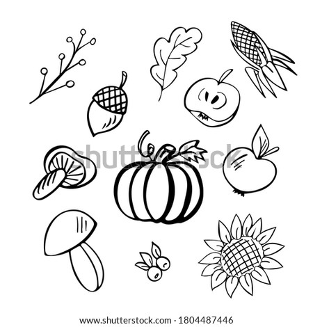 Fall hand drawn doodle set of 11 elements - corn, pumpkin, acorn, sunflower, appel, mashroom and berries Stock photo © 