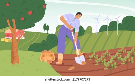 Fall harvest. Flat vector illustration with a male character digging up potatoes. Concept of harvesting people.