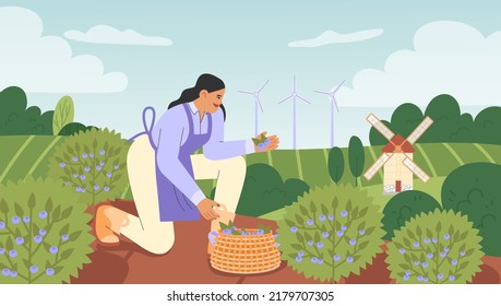 Fall harvest. Flat vector illustration with a female character picking berries. Concept of gathering crops.