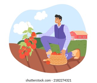Cosecha de otoño. Ilustración vectorial plana con un personaje masculino en tomates uniformemente recolectados. Concepto de trabajo agrícola.