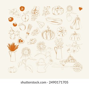 Сollection of fall harvest illustration in sketch style. Sunflowers, pumpkin, fruit and vegetables. Editable vector illustration.kitchen art.