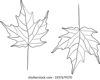 fall leaf clipart  black   white leaf drawing  vector clipart