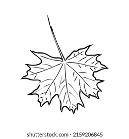fall leaf clipart, black and white leaf drawing, vector clipart