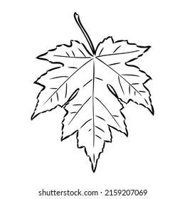 fall leaf clipart, black and white leaf drawing, vector clipart