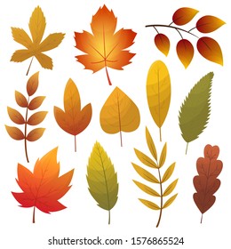 Fall leaf collection. Set of autumn leaves, isolated on white background. Simple cartoon flat style, vector illustration. Multicolor autumn leaves flat vector icons