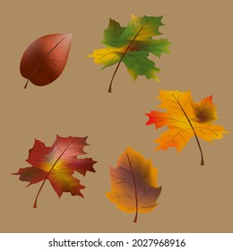 Fall leaf collection. Set of autumn leaves. Multicolor autumn leaves three-dimensional icons of autumn leaves of maple, oak, birch. Red, yellow, green brown leaves. Isolated vector objects.