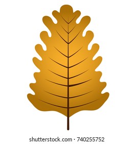Fall leaf isolated on white background, Vector illustration