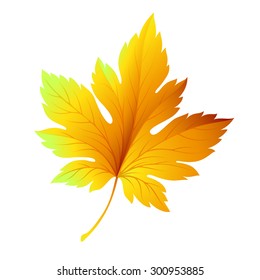 Fall leaf isolated in white. Vector illustration EPS 10