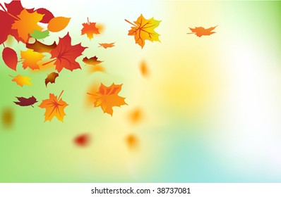 Fall Leaves