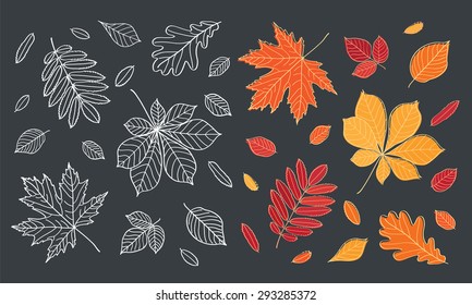 Fall of the leaves. Autumn leaves are drawn with chalk on black chalkboard. Set of different leaves of trees. Sketch, design elements. Vector illustration.