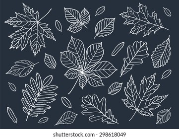 Fall of the leaves. A big set of autumn leaves of different tree species. Autumn leaves are drawn with chalk on the black chalkboard. Sketch, design elements. Vector illustration.