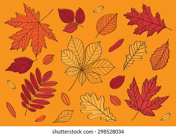 Fall of the leaves. A big set of images of leaves of different trees. Autumn leaves. Herbarium. Sketch, design elements. Background. Vector illustration.