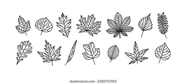 Conjunto de hojas de otoño de contorno de hojas de otoño