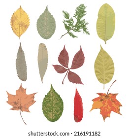 fall leaves set, autumn collection, vector