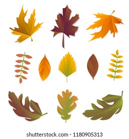 Fall leaves . Set of bright autumn leaves. Nature symbol vector collection isolated on white background.