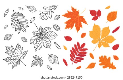 Fall of the leaves. Set of different leaves of trees. Sketch, design elements. Vector illustration.