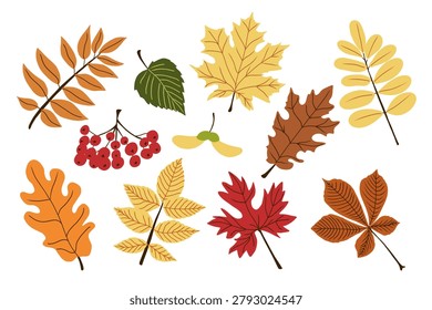 Fall leaves vector collection. Hand drawn season illustrations of oak, maple, chest nuts and many others kinds of fall leaves for fall season designs, halloween banners and invitations.