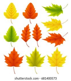 Fall leaves vector collection. Set of autumn leaves like maple and oak with different colors isolated in white background. Vector illustration.
