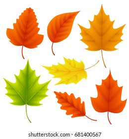 Fall leaves vector set for autumn season and seasonal elements with maple and oak leaf in different colors isolated in white background. Vector illustration.
