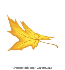 Fall maple leaf cartoon isolated vector illustration on white background. Maple tree curved leaf. Realistic cartoon maple illustration with gradient colors steps.