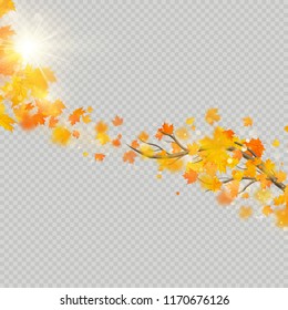 Fall maple leaves with delicate sun for decoration. Autumn leaves border template. Design element. EPS 10